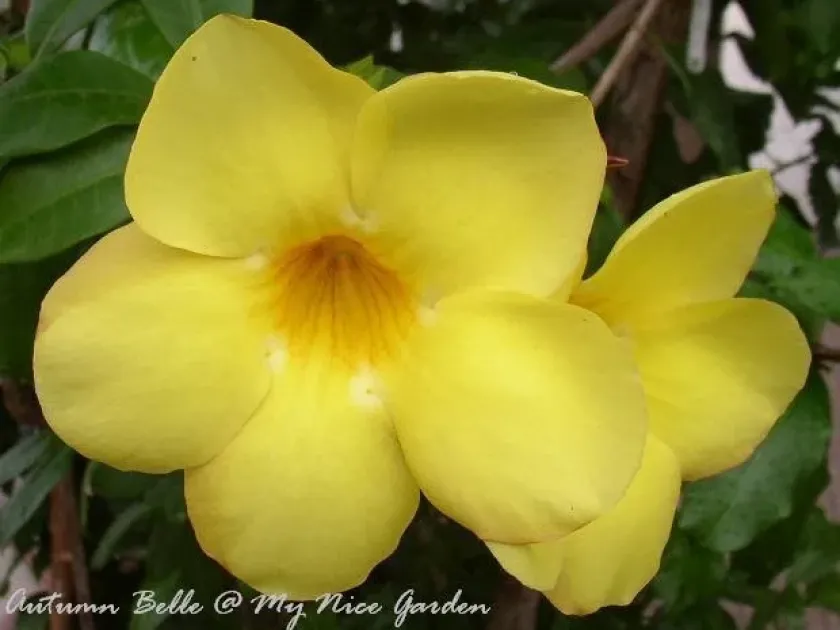 Allamanda hybrids