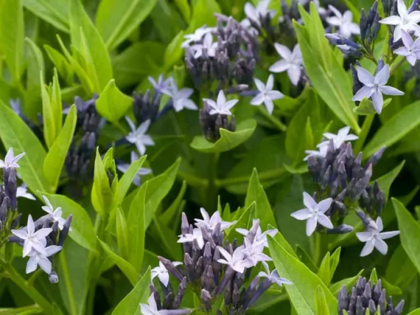 Amsonia hybrid