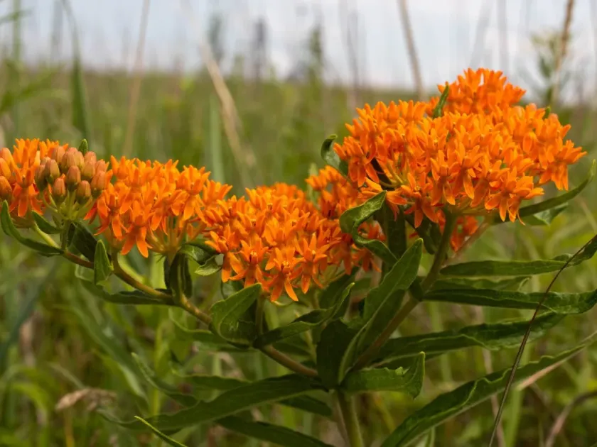 Milkweed hybrids
