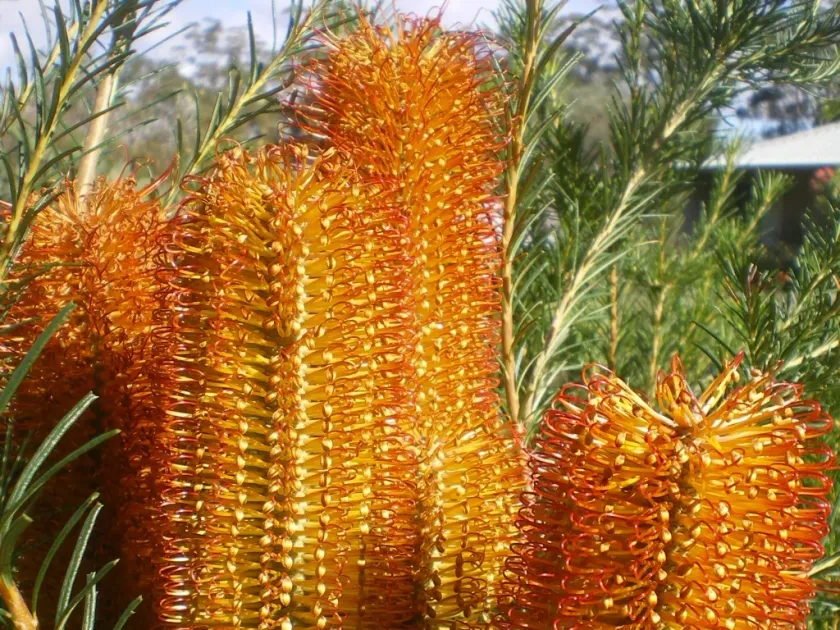 Banksia hybrids