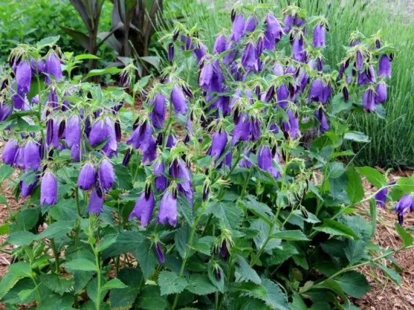 Campanula hybrid