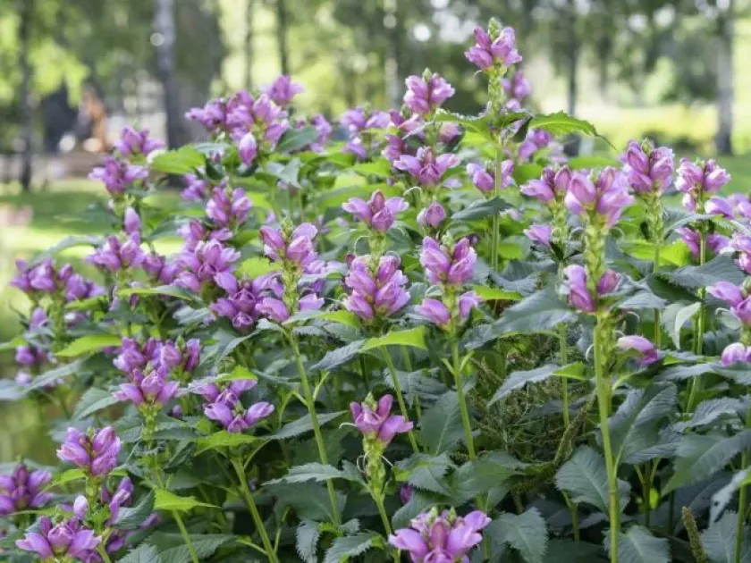 Chelone hybrids