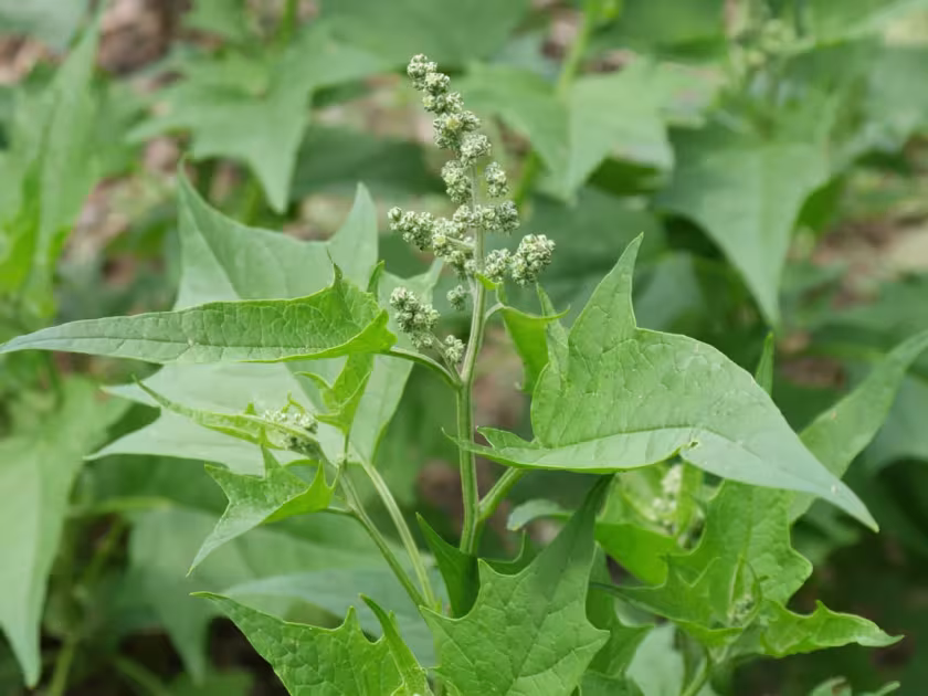 Maple-leaved goosefoot