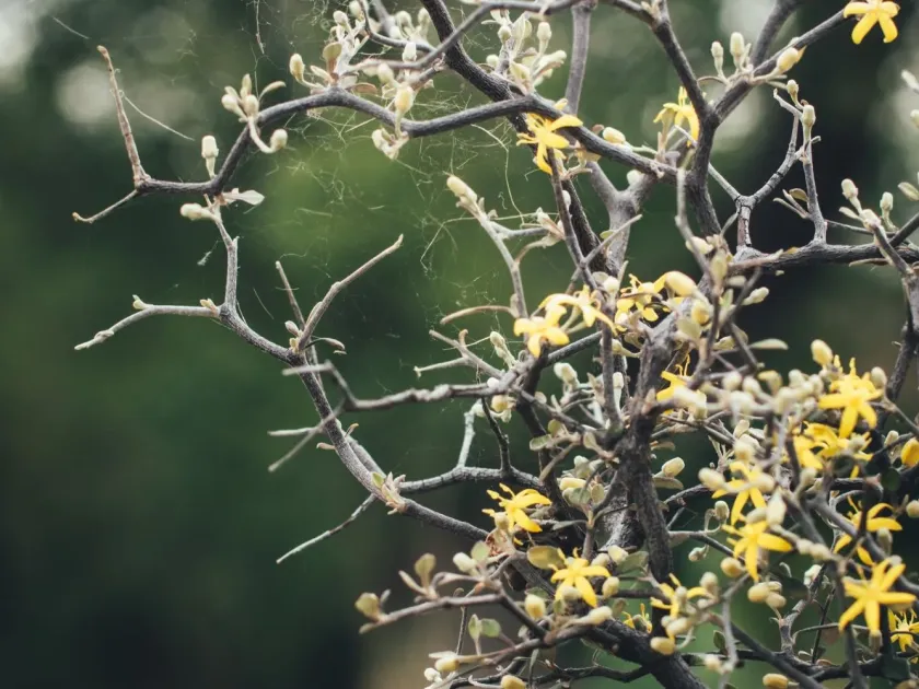 Corokia