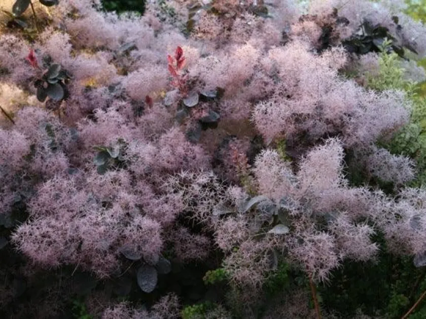 Cotinus hybrids
