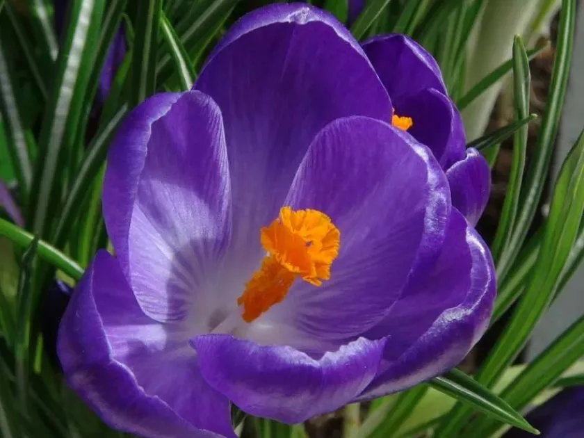 Crocus hybrids