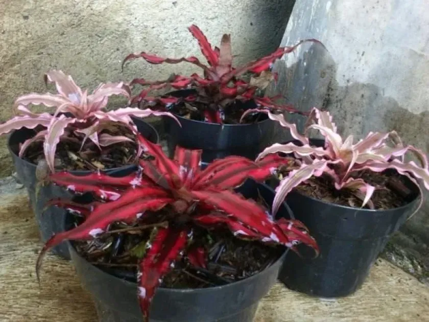 Cryptanthus