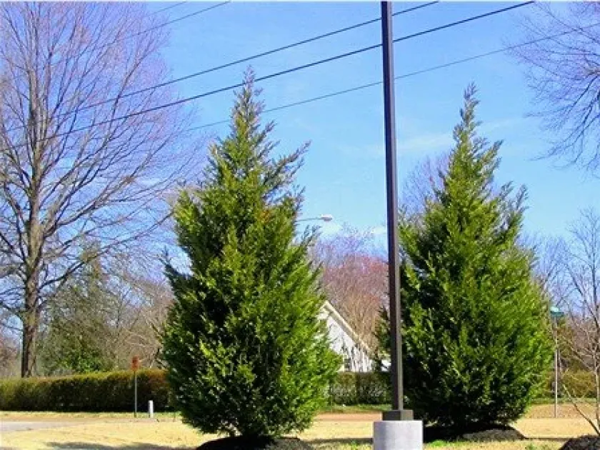 Leyland cypress