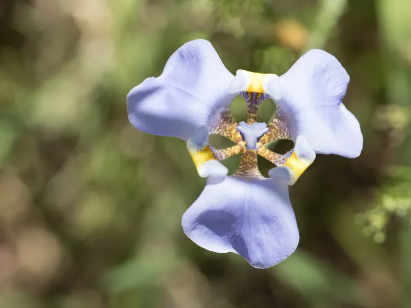 Cypella coelestis
