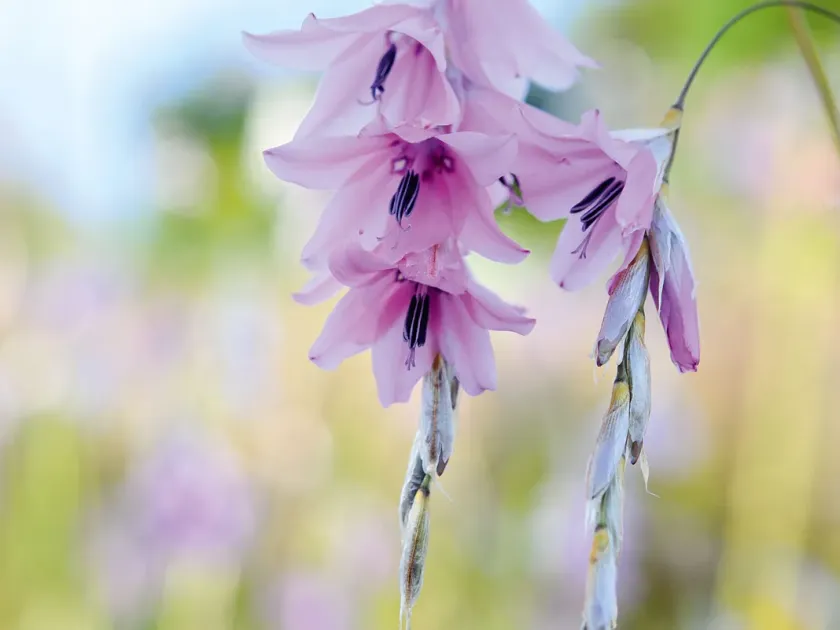 Dierama hybrids