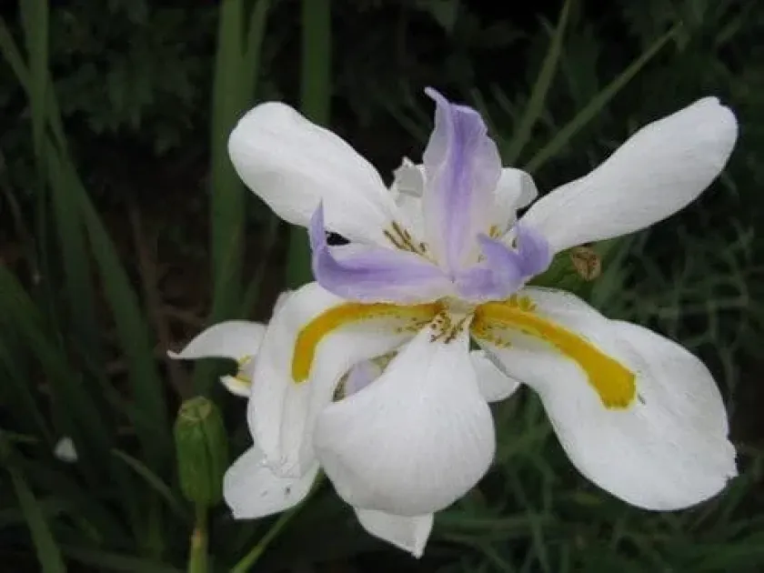 Dietes