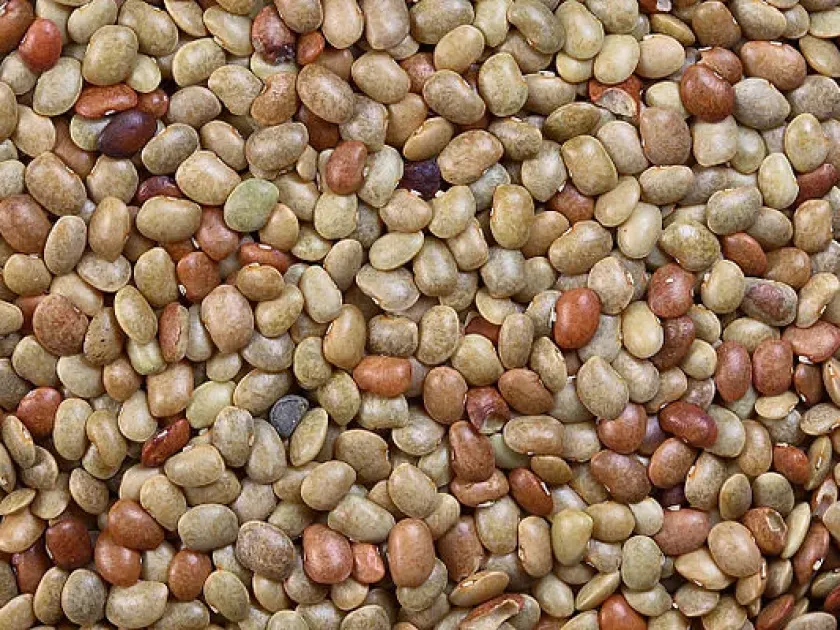 Макротилома одноцветковая