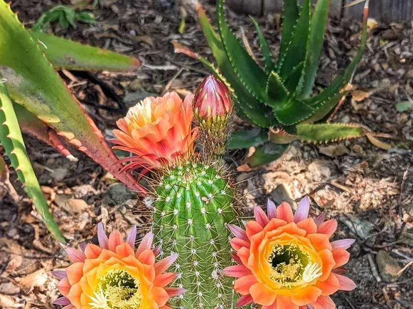 Echinopsis hybrids