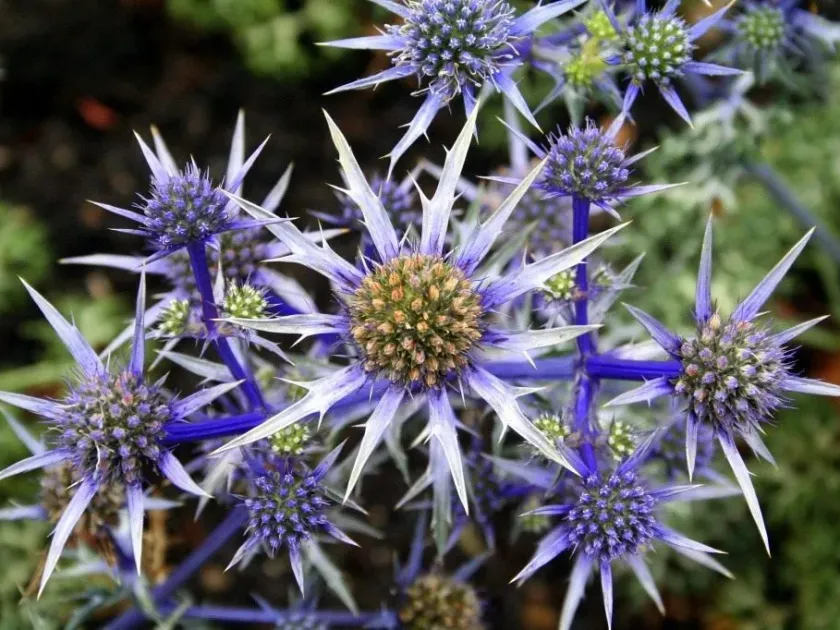 Sea holly
