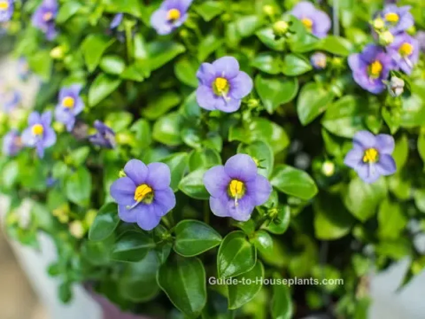 Exacum hybrids