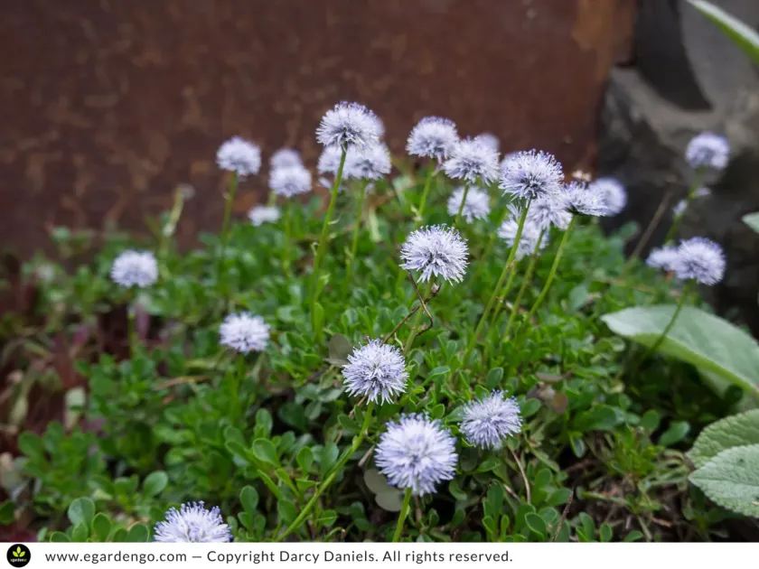 Globularia