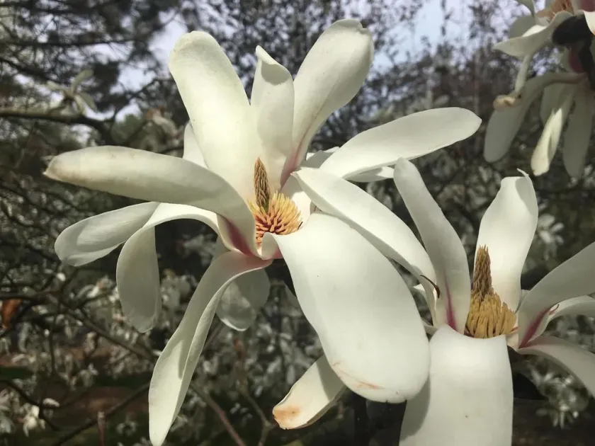Magnolia cylindrica
