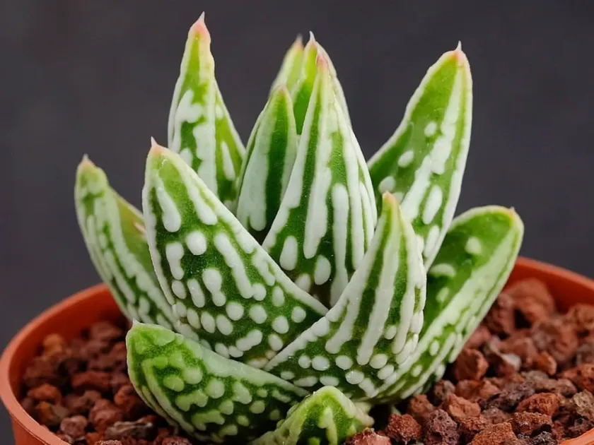 Haworthia hybrids