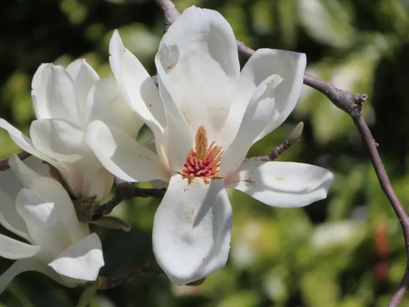 Magnolia denudata