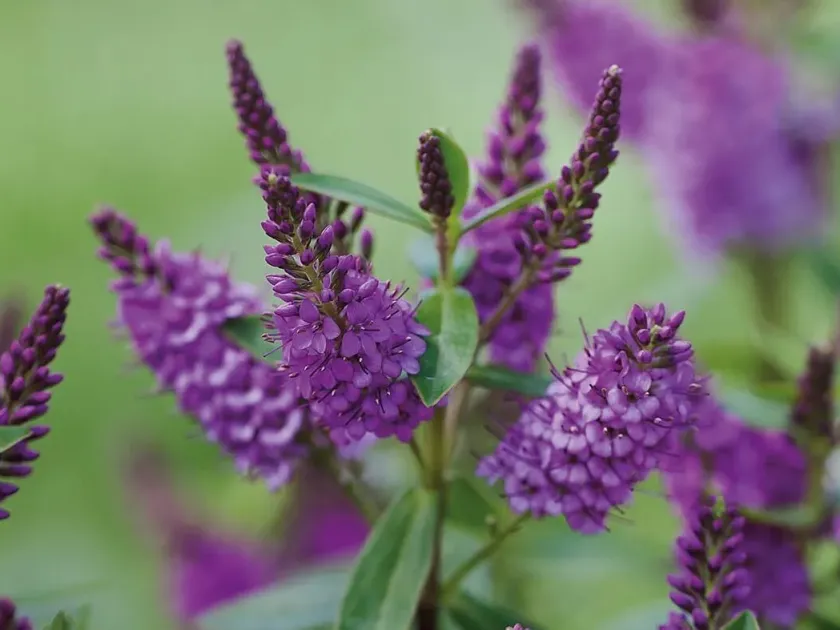 Hebe hybrids