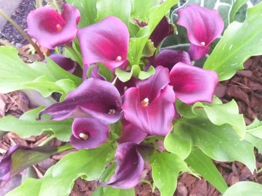 Zantedeschia hybrids