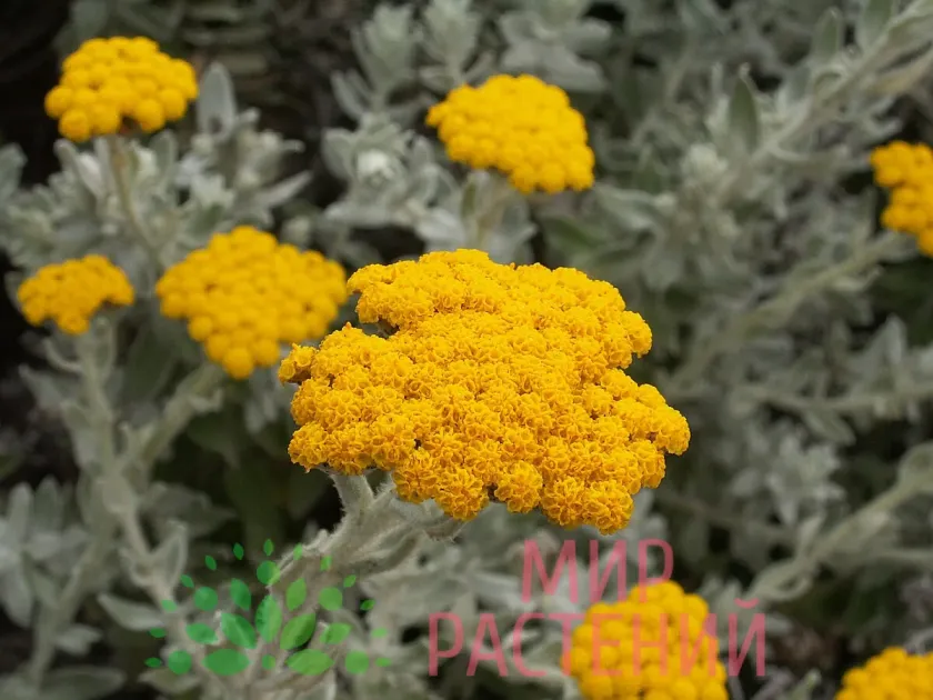 Безсмертник гібридний