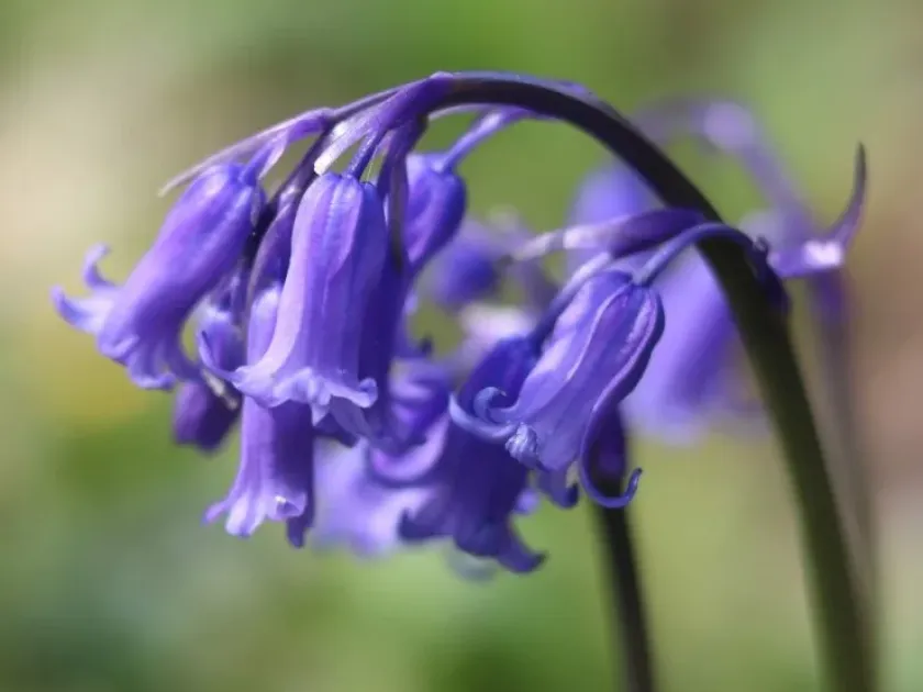 Hyacinthoides hybrid