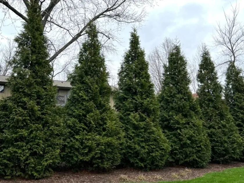 Hybrid Thuja