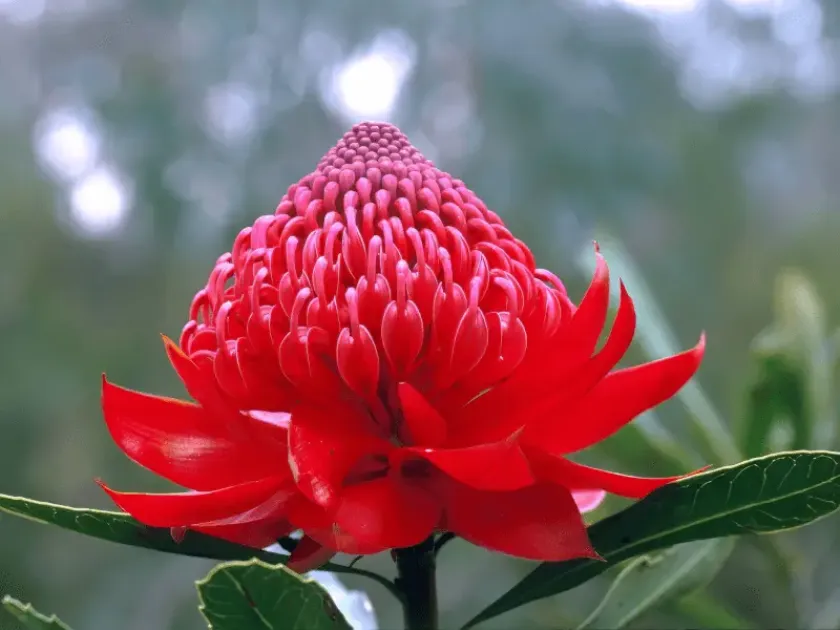 Telopea hybrids