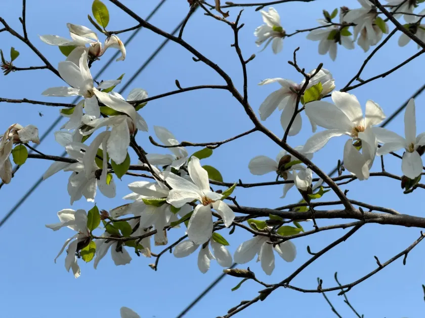 Kobus magnolia