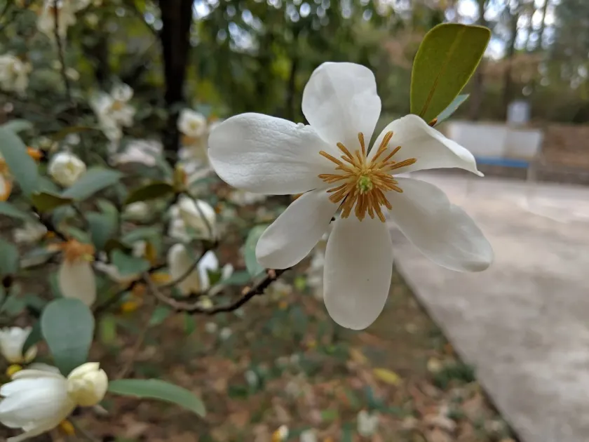 Magnolia laevifolia x Magnolia doltsopa