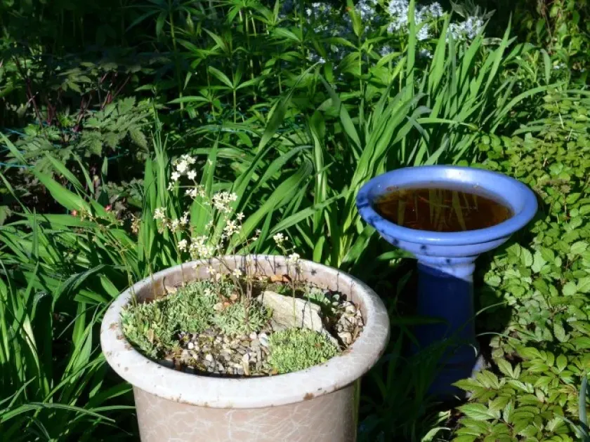 Saxifraga apiculata