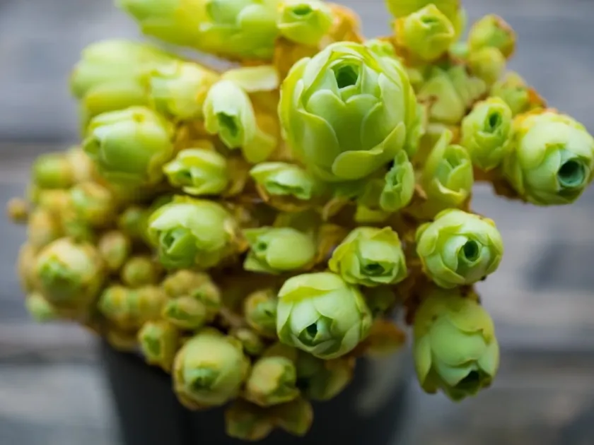 Aeonium dodrantale