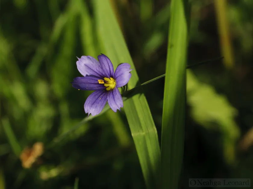 Sisyrinchium