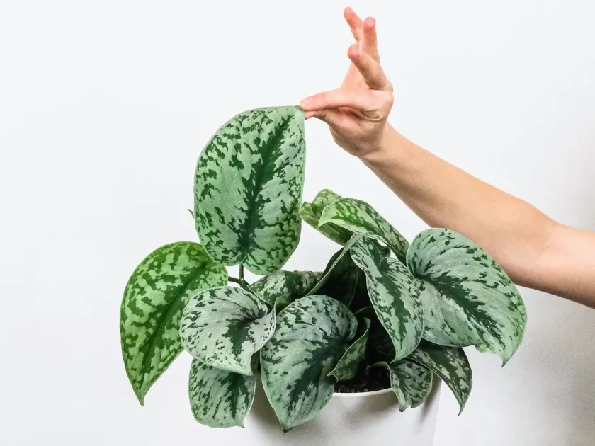 Scindapsus hybrid