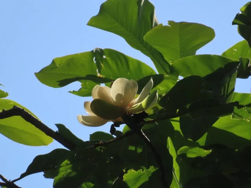 Magnolia obovata