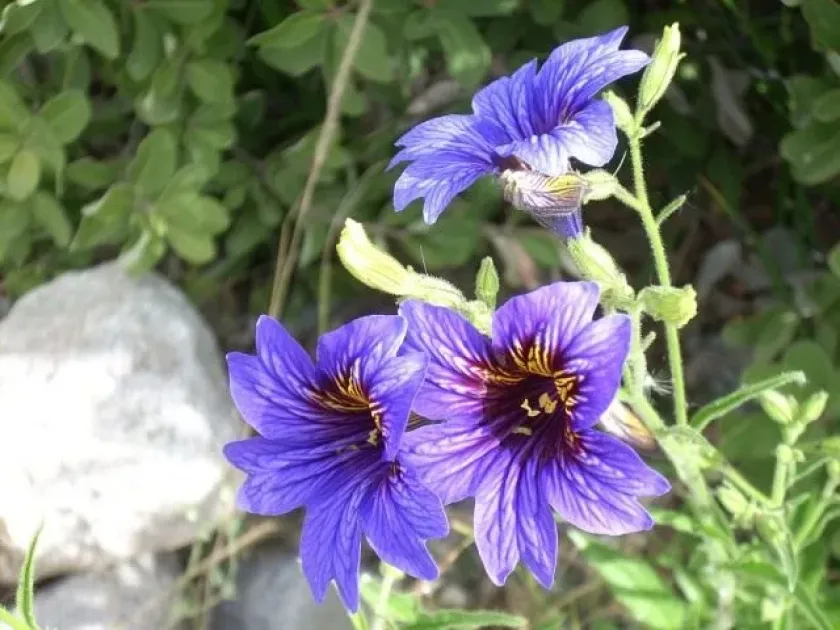 Salpiglossis hybrids