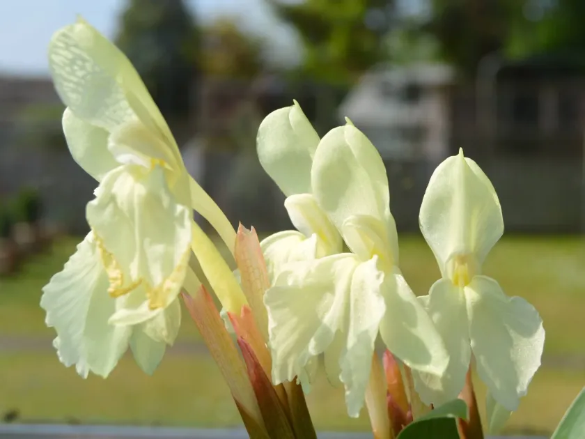 Roscoea hybrids