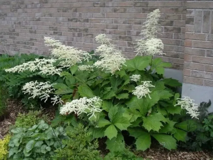 Rodgersia hybrids