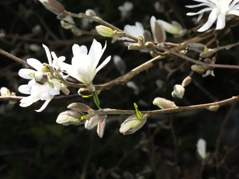 Star magnolia