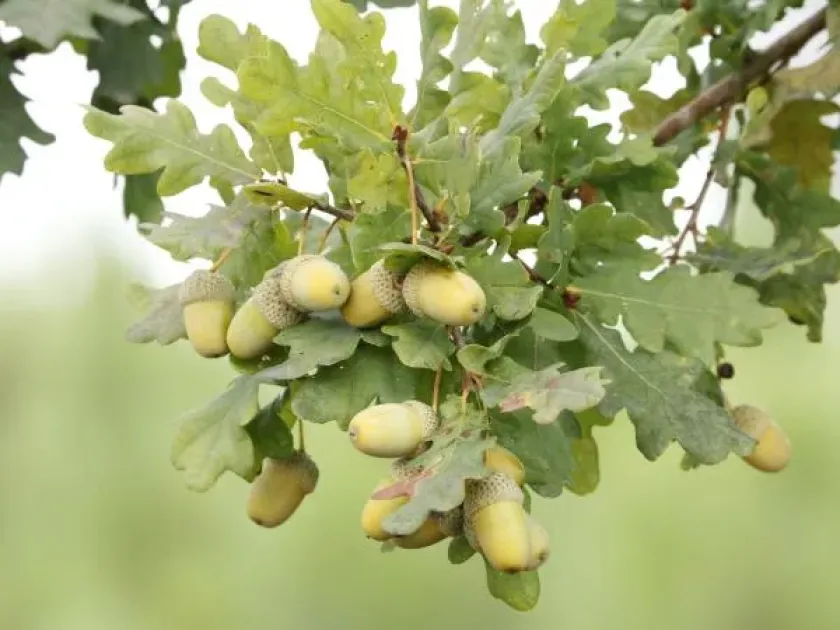 Rosaceous oak