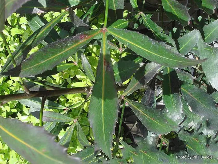 Pseudopanax hybrids
