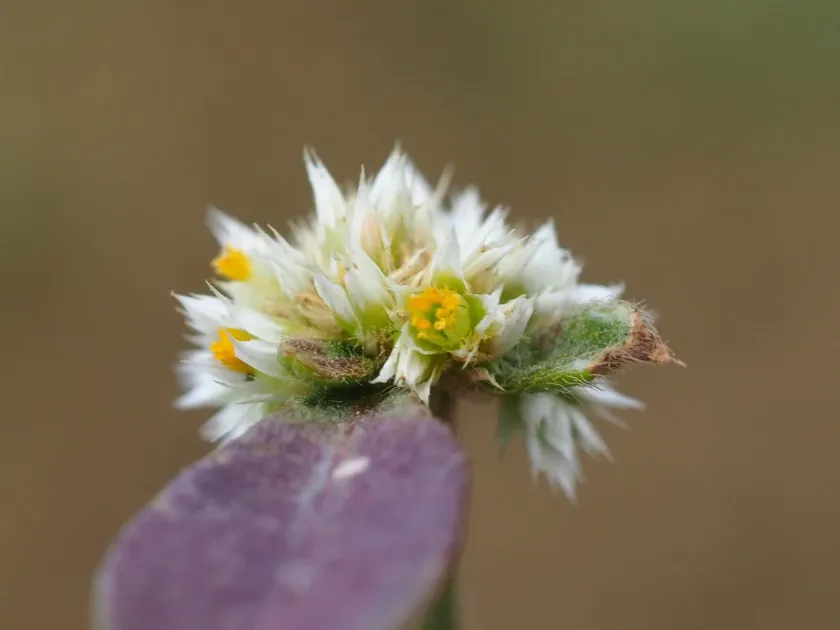 Alternanthera ficoidea