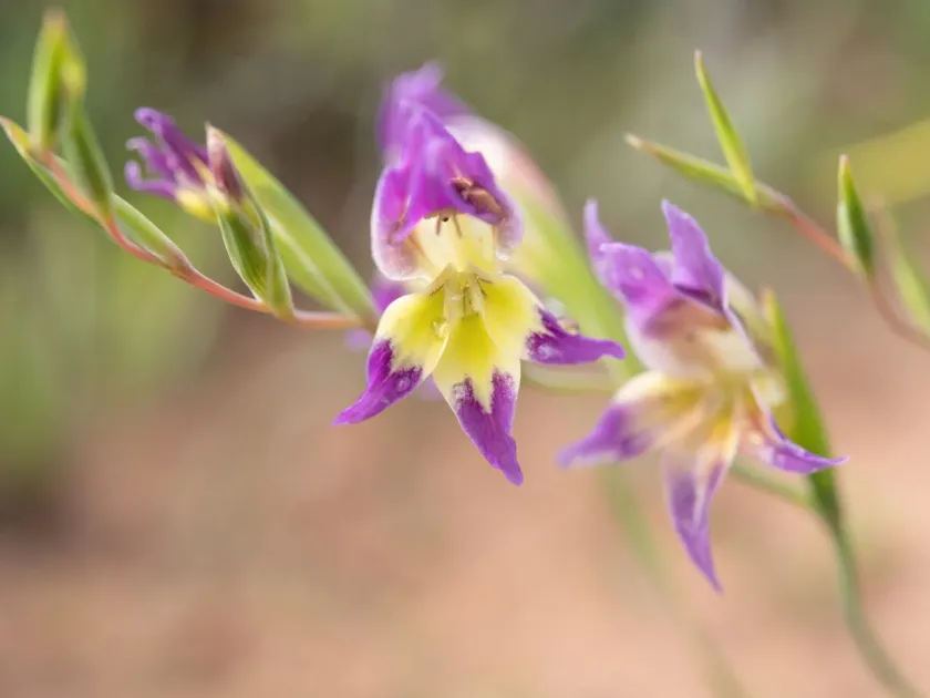 Gladiolus venustus