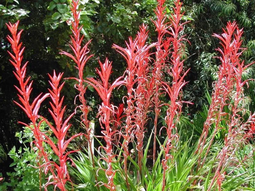 Pitcairnia megasepala