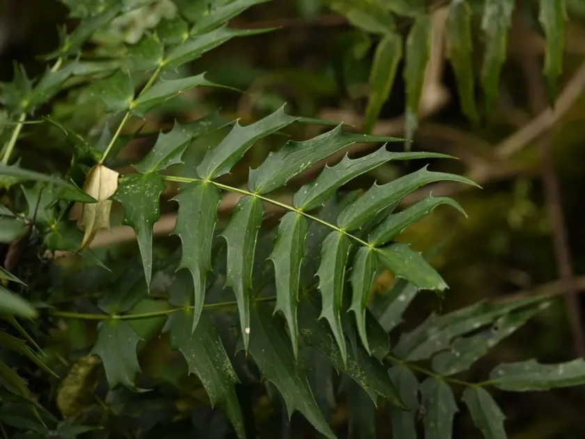 Mahonia oiwakensis