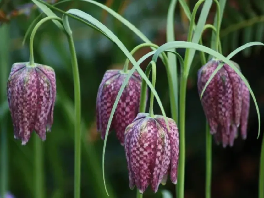 Assyrian fritillary