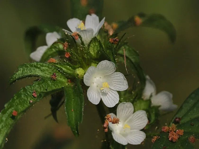 Malachra fasciata