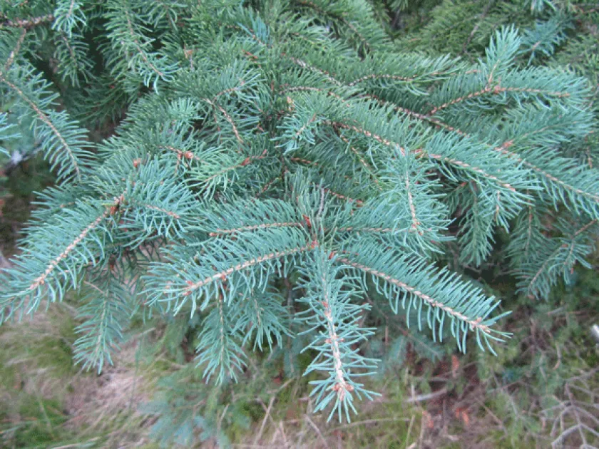 Spruce hybrids