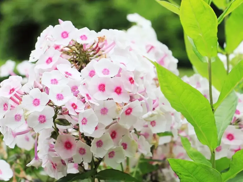 Phlox hybrids
